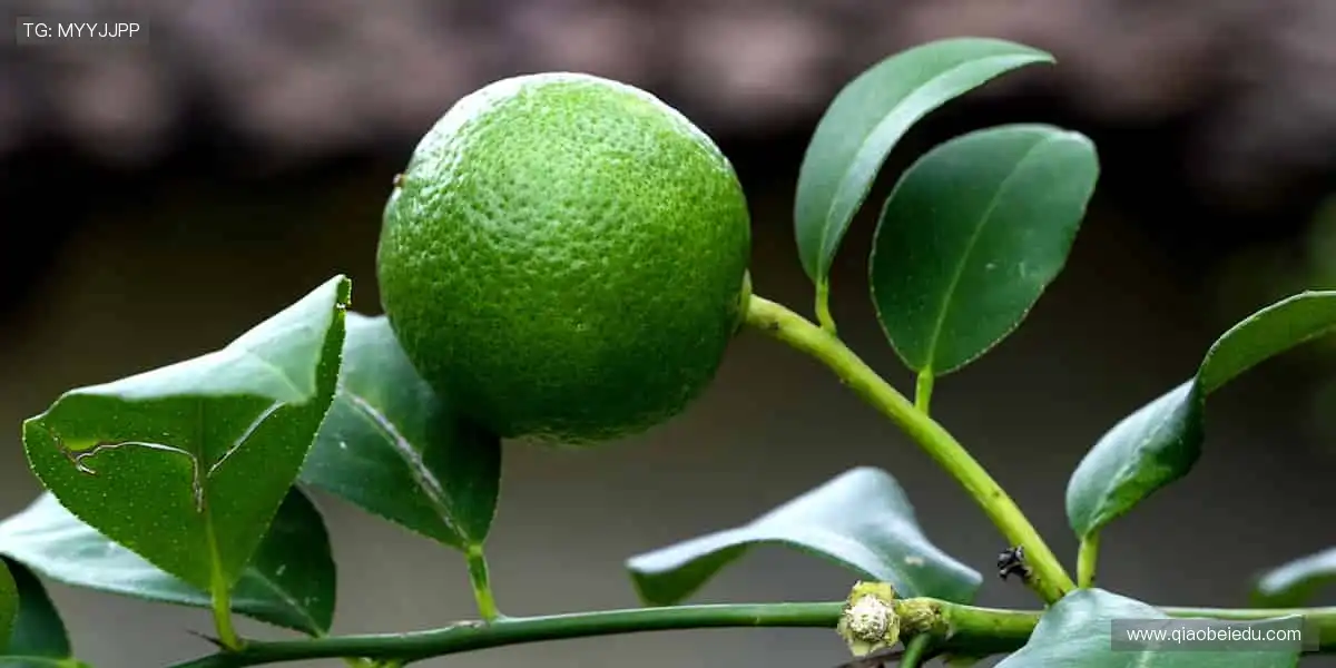 数据与激情同频，专业共欢乐一色！📊🎉 用科技解锁体育新视角！